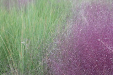 핑크뮬리그래스가 보이는 아름다운 가을 풍경