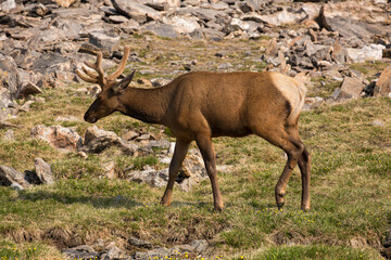 A young Rocky Mountain bull elk - with velvet still on his antlers - in Rocky Mountain National Park in Colorado
