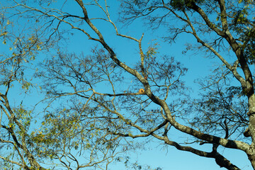 Tree and sky