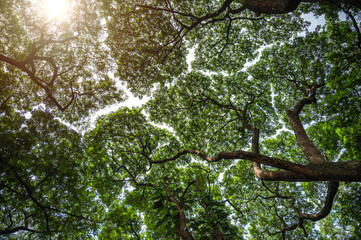 Branches of big green trees and sunlight from under the tree. Crown shyness phonomenon, tree crowns...