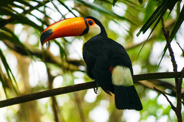 オニオオハシ（カラフルな南国の鳥） © kanzilyou