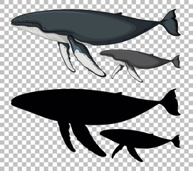 Blue whale and baby blue whale with its silhouette on transparent background