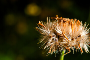 The seed of the grass ready for growth.
