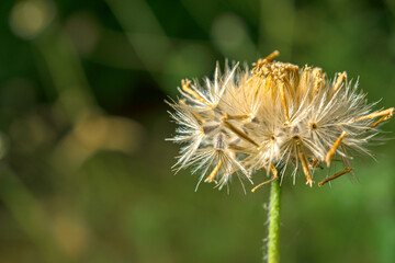 The seed of the grass ready for growth.
