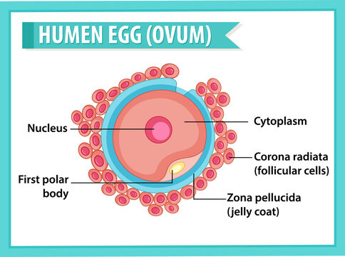 Human Egg or Ovum structure for health education infographic