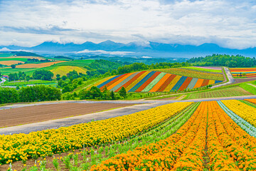 四季彩の丘の展望花畑（北海道美瑛町）