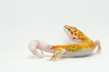 A leopard gecko (Eublepharis macularius) is posing in a distinctive style.