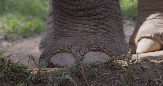 Close-up of feet elephant while tourist feeding at the zoo, slow motion shot. Asian elephant