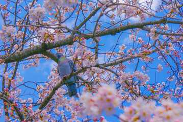 ハトと満開の桜