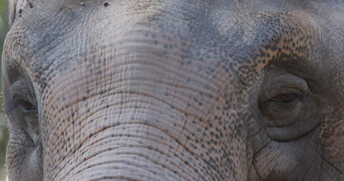 Close-up of eye elephant while tourist feeding at the zoo, slow motion shot. Asian elephant