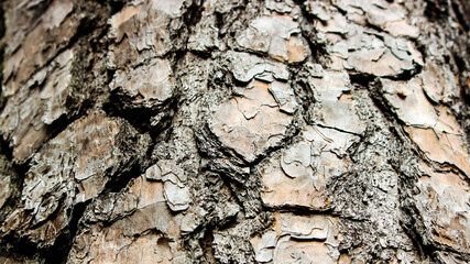 bark of tree