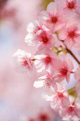 河津桜