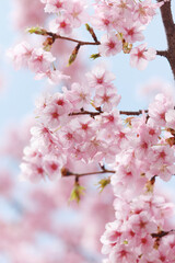 Obraz premium 河津桜