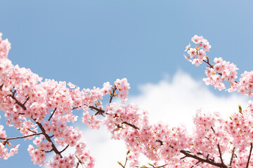 河津桜