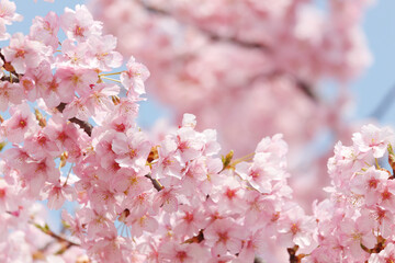 河津桜