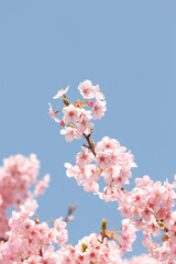 河津桜