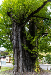 銀杏の古木