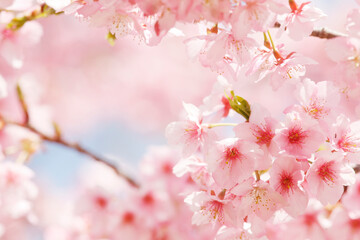 河津桜