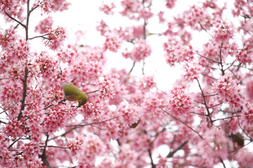 オカメザクラとメジロ