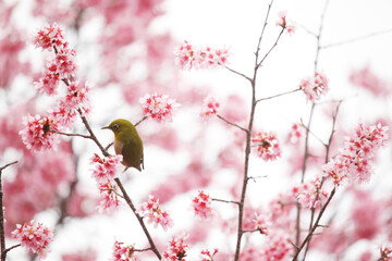 オカメザクラとメジロ