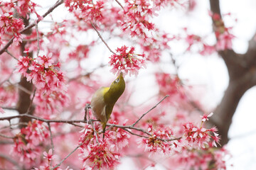 オカメザクラとメジロ