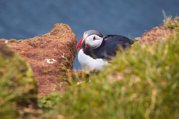 Atlantic Puffin bird, beautiful vibrant close-up portrait, Horned Puffin also known as Fratercula, nesting on a cliff of Latrabjarg Cape, Vestfirdir, Iceland.