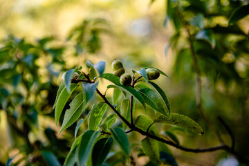 公園のシラカシの実