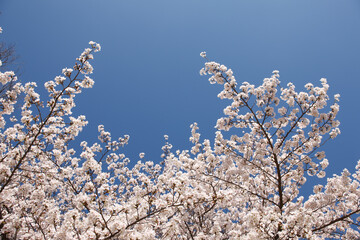 大阪城公園の桜