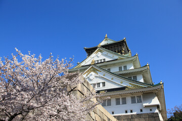 Naklejka premium 大阪城の天守閣と桜