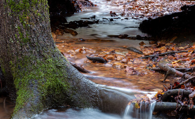 water flowing in the forest