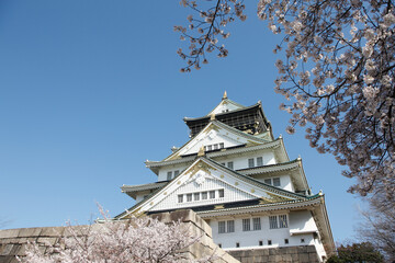 Fototapeta premium 大阪城の天守閣と桜