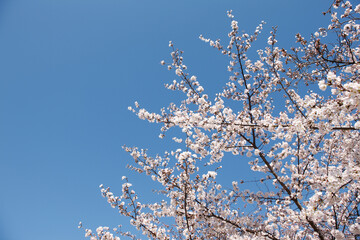大阪城公園の桜