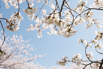 大阪城公園の桜