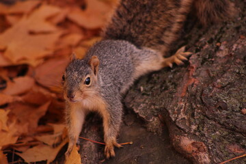 squirrel on a tree