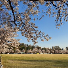 벚꽃+잔디밭