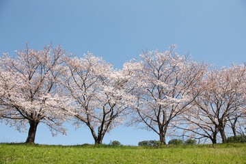 大阪、淀川河川敷の桜並木