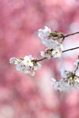 Obraz premium ソメイヨシノ