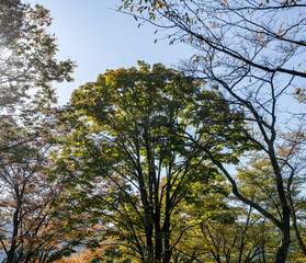 樹木公園の風景