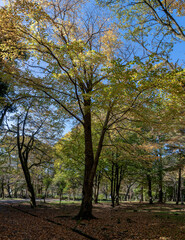 Obraz premium 樹木公園の風景