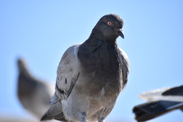 pigeon on the roof