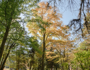 樹木公園の風景