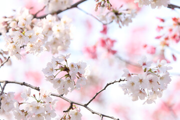 Obraz premium ソメイヨシノ