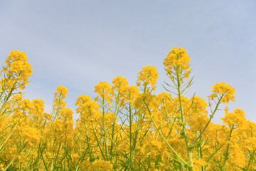 Obraz premium 菜の花と青空