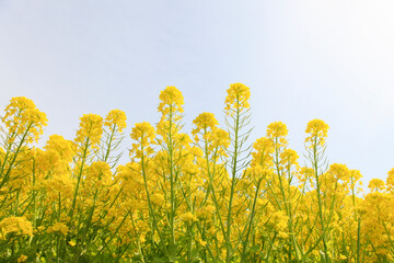 菜の花と青空