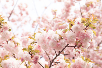 大阪、造幣局の桜
