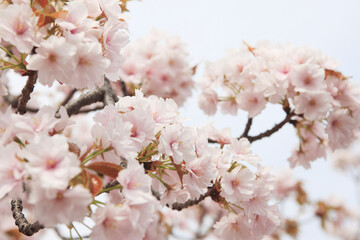 大阪、造幣局の桜