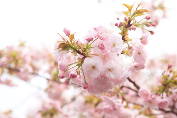 大阪、造幣局の桜