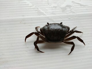 crab on white