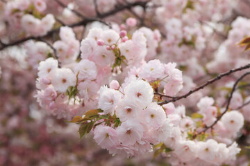 Fototapeta premium 大阪、造幣局の桜