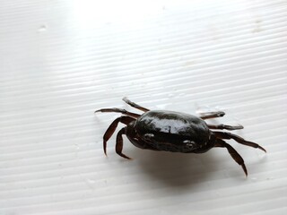 crab